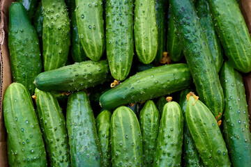 Close-up of cucumbers in box on a shelf in a supermarket.