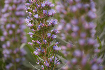 Flora of Gran Canaria -  Echium callithyrsum, blue bugloss of Tenteniguada, endemic to the island,
 natural macro floral background