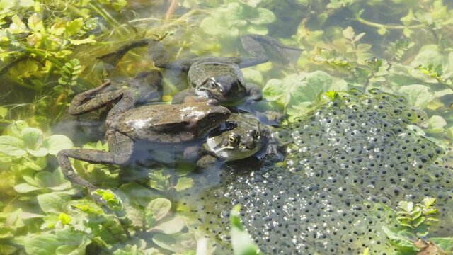 "four frogs, Rana temporaria, grayish males and a brown female busy next to their spawn in the pond, also known as the European common frog or European grass frog. Steady shot."

