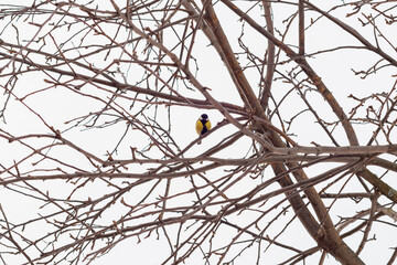 A titmouse on the branches of a tree wants to take off.
