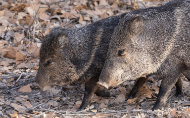 Javelina
