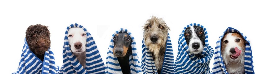 Funny group of dogs bath wrapped with a striped towel. Summer time concept. Isolated on white...
