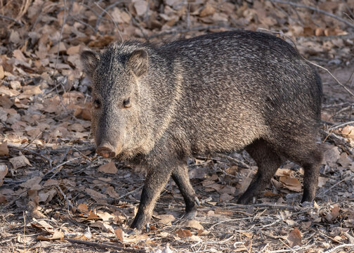 Javelina