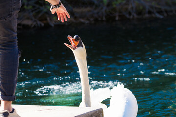 attaque du cygne vers l'homme