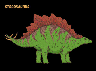 Stegosaurus dinosaur hand drawn. Vector illustration. Herbivorous dinosaur. Cartoon illustrration