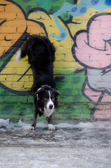 Border collie black and white dog at the strees near graffity