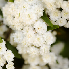 natural macro floral background with double-flowering white Spiraea bush
