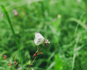 white butterfly on a flower