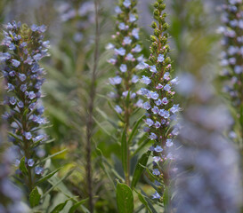 Flora of Gran Canaria -  Echium callithyrsum, blue bugloss of Tenteniguada, endemic to the island,
 natural macro floral background
