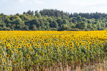 Landscape sunflower field near town of Svilengrad, Haskovo Region, Bulgaria