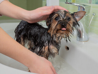 Bathing a york puppy at the pet beauty salon for dogs