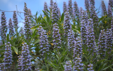 Flora of Gran Canaria -  Echium callithyrsum, blue bugloss of Tenteniguada, endemic to the island,
 natural macro floral background
