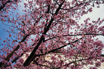 rosa pink cherry tree blossom