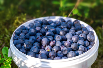 A small white bucket with organic blueberries in the forest, standing on a moss in the sunlight. Blurred background and foreground.