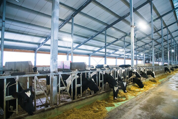 Cows on the farm in winter. Dairy cows