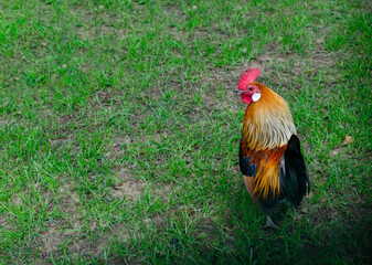 rooster in the grass