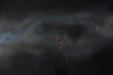 Araña