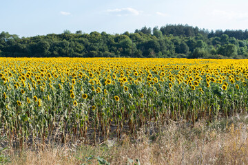 Fototapeta premium Landscape sunflower field near town of Svilengrad, Haskovo Region, Bulgaria
