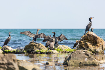 Cormorants resting on cliffs by the sea and dry their wings at the summer sun