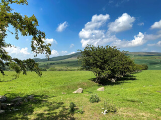 Rural landscape, with extensive fields, meadows, ditches and trees, looking toward, Crookrise Forest near, Skipton, Yorkshire, UK