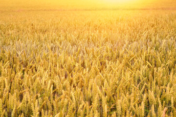 Golden wheat field. Rural Scenery under Shining Sunlight. Rich harvest Concept