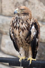 eagle wild beautiful menacing angry