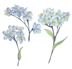 Obraz premium Set of watercolor blue forget-me-nots