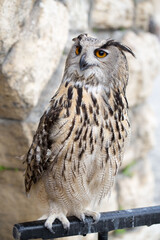 owl is a wild bird beautiful