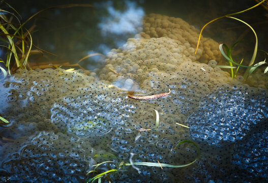 Froschlaich im Teich_Frosch_Laich