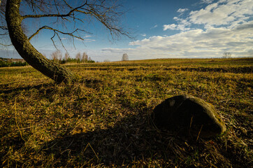 tree in the field