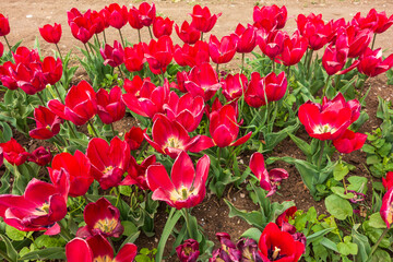 Tulip fields in Rome (Italy).