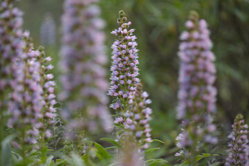Flora of Gran Canaria - Echium callithyrsum, blue bugloss of Gran Canaria or of Tenteniguada, endemic and vulnerable plant natural macro floral background

