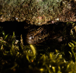 lizard lurking dragon