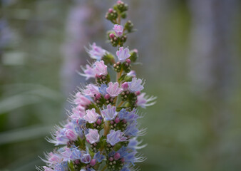 Flora of Gran Canaria - Echium callithyrsum, blue bugloss of Gran Canaria or of Tenteniguada, endemic and vulnerable plant natural macro floral background
