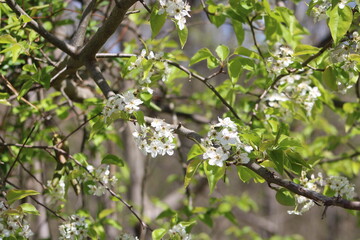 leaves in spring