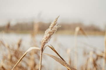 Fototapeta premium ears of wheat