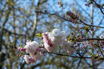 branches with beautiful spring flowers