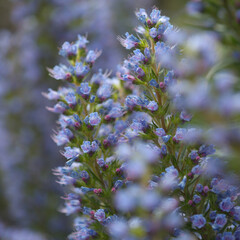Flora of Gran Canaria - Echium callithyrsum, blue bugloss of Gran Canaria or of Tenteniguada, endemic and vulnerable plant natural macro floral background
