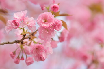 Fototapeta na wymiar Fiori di ciliegio rosa con sfondo rosato sfocato