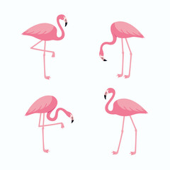 Obraz premium Pink flamingo set. Exotic tropical birds in different poses isolated on white background. Vector illustration