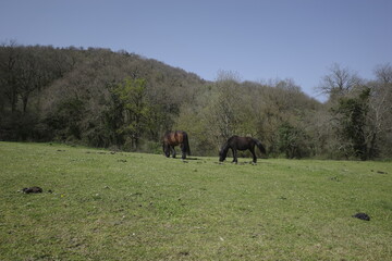 Horses pasturing in a meadow