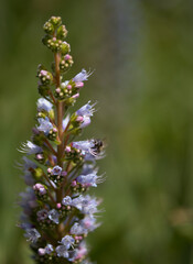 Flora of Gran Canaria -  Echium callithyrsum, blue bugloss of Tenteniguada, endemic to the island,
 natural macro floral background
