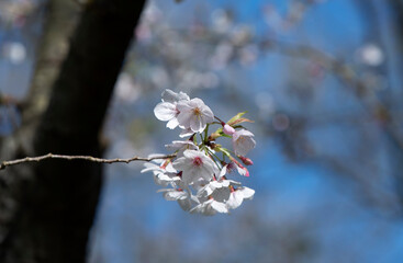 branches with beautiful spring flowers