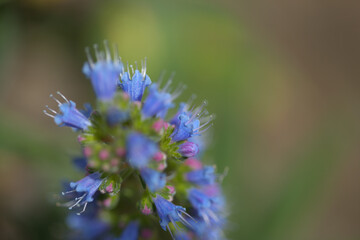Flora of Gran Canaria -  Echium callithyrsum, blue bugloss of Tenteniguada, endemic to the island,
 natural macro floral background
