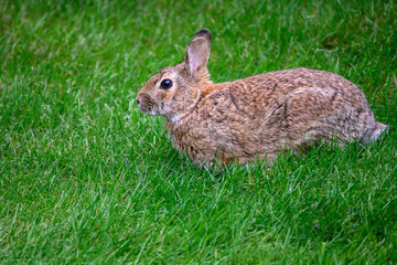 Naklejka na ściany i meble Large native bunny grazing in a bright green lawn, as a nature background 