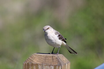 Obraz premium mocking bird on post 