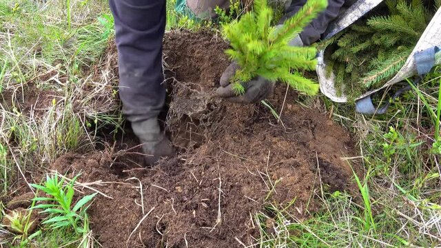 Hand planting spruce seedlings.Machine drilling of a tree pit. 