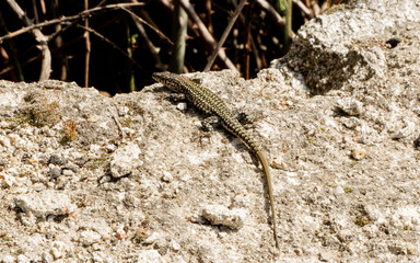 Lagartija roquera podarcis muralis en la Cuenca alta del río manzanares red Natur a2000 de Madrid
