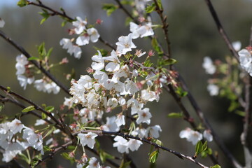 blossom in spring