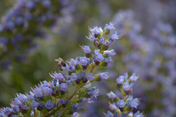 Flora of Gran Canaria -  Echium callithyrsum, blue bugloss of Tenteniguada, endemic to the island,
 natural macro floral background
